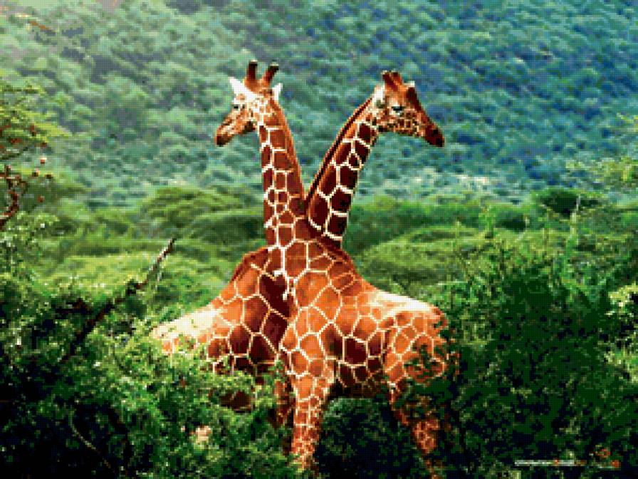 жирафики - жирафы, животные, природа - предпросмотр