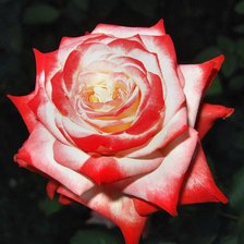 Оригинал схемы вышивки «роза» (№333926)