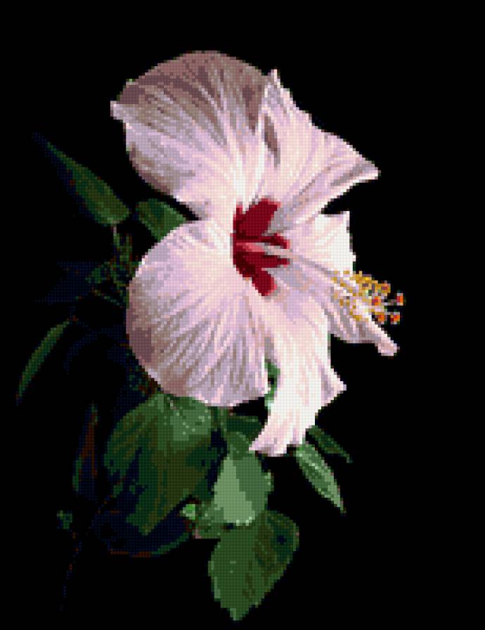 гибискус - гибискус, цветы, цветок, на черном - предпросмотр