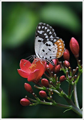 №334171 - цветы, бабочки, бабочка, насекомые - оригинал