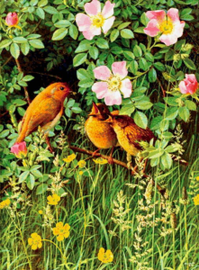 птичья семья - птицы, природа, семья, цветы, шиповник - предпросмотр