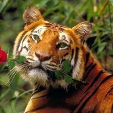 Тигр с розой