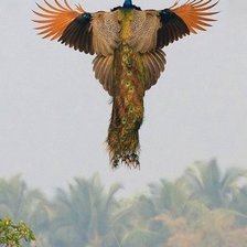 Летящий павлин