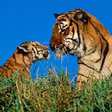 Схема вышивки «семья тигров»