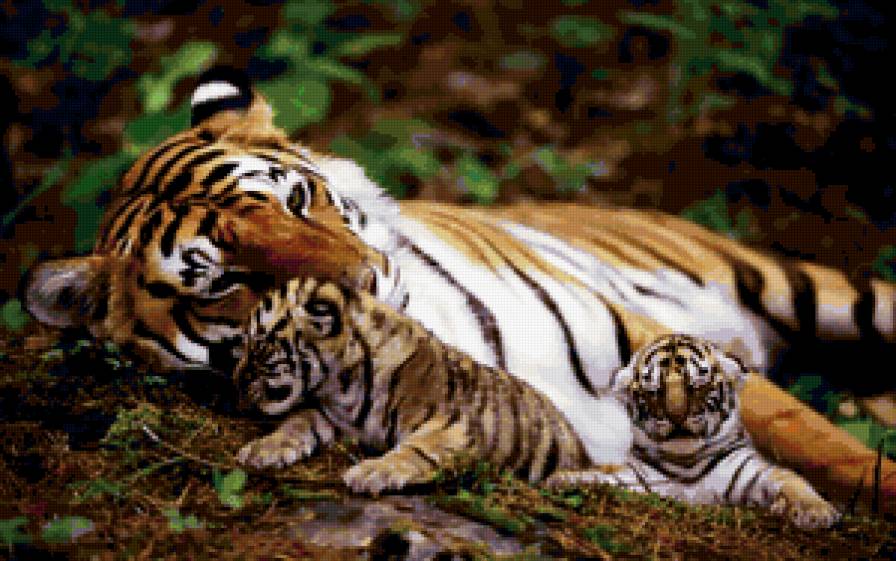 мама тигр с тигрятами - предпросмотр