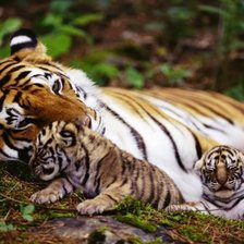 Оригинал схемы вышивки «мама тигр с тигрятами» (№334770)