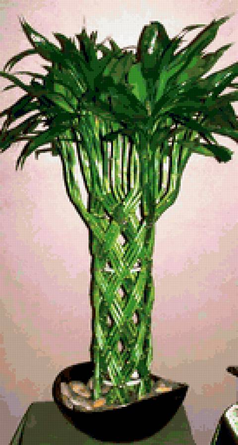 Бамбук - цветы - предпросмотр
