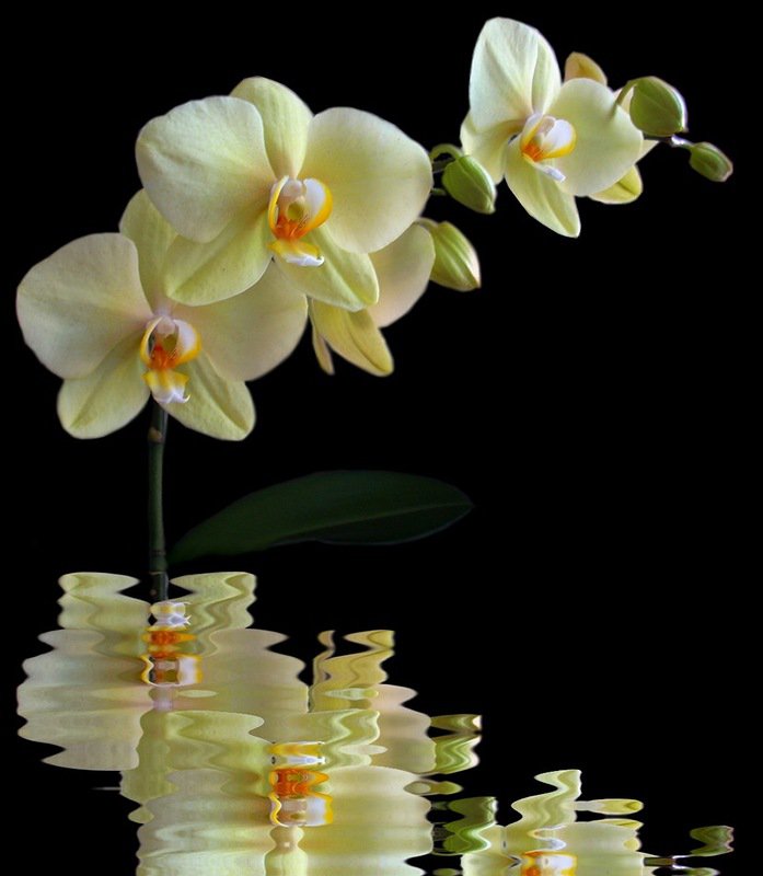 орхидея - орхидеи, на черном, отражение, цветы - оригинал