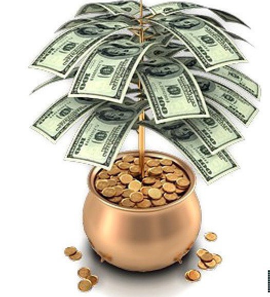 долларовое дерево 2 - долларовое дерево, денежное дерево - оригинал