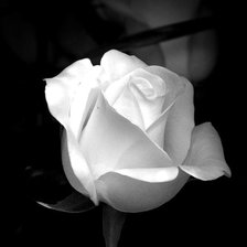 Оригинал схемы вышивки «Белая роза» (№336456)