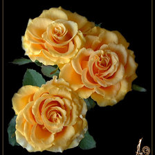 Оригинал схемы вышивки «прекрасная роза» (№336685)