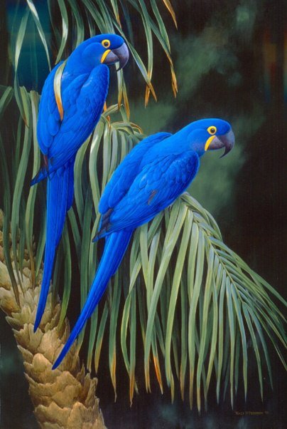 синии попугаи - птицы - оригинал