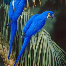 Схема вышивки «синии попугаи»