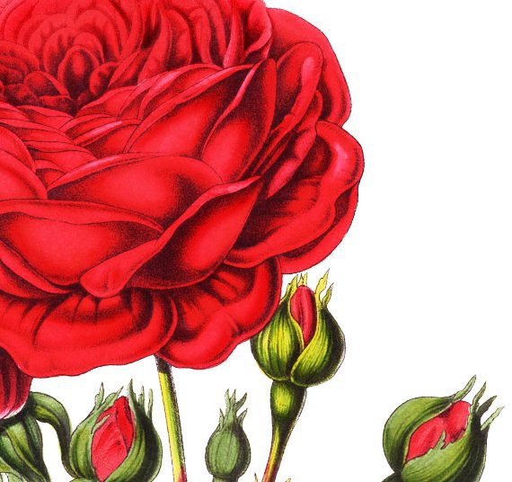 Подушка "Роза" - подушка, розы, цветы, подушки, роза, душистые розы, розочки - оригинал