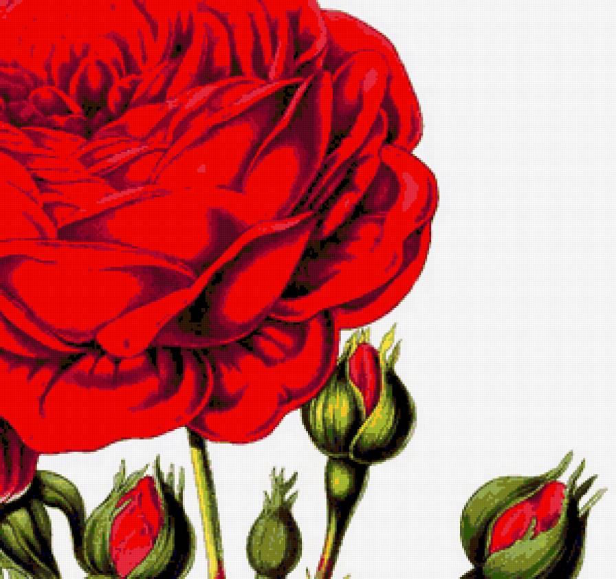 Подушка "Роза" - душистые розы, розочки, подушки, цветы, подушка, розы, роза - предпросмотр