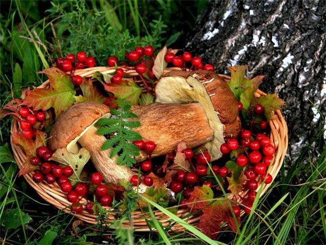 №337406 - лес, корзина, пейзаж, ягоды, грибы, природа - оригинал