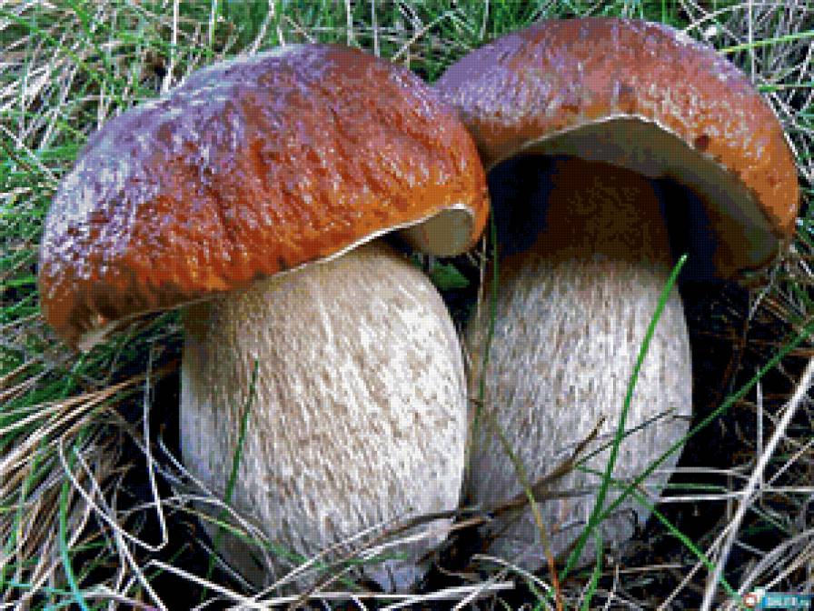№337413 - грибы, лес, природа - предпросмотр