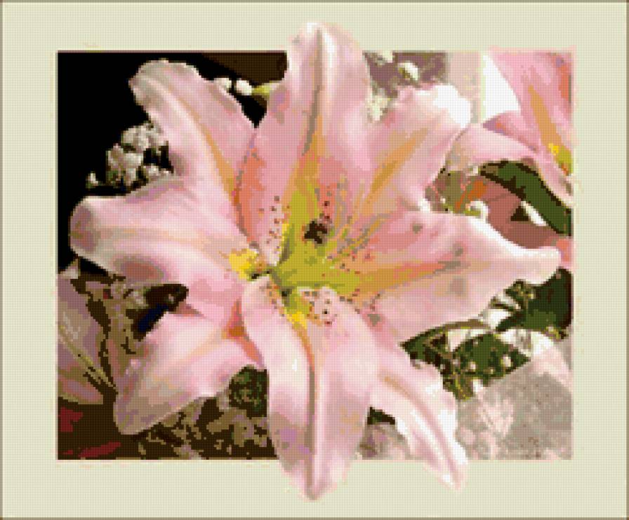лилия - лилия, макро, цветок, лепестки - предпросмотр