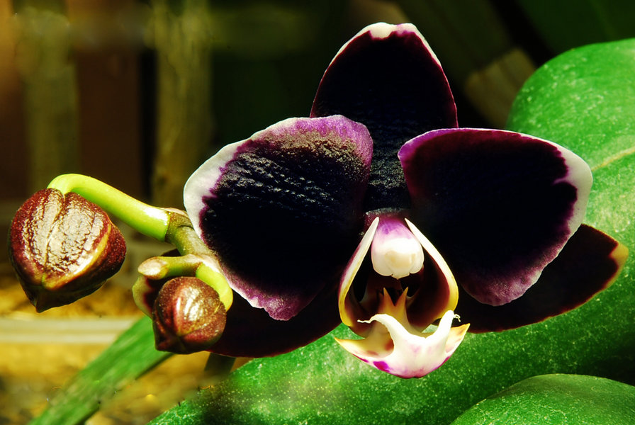 Ever-Spring Prince - черная орхидея - оригинал