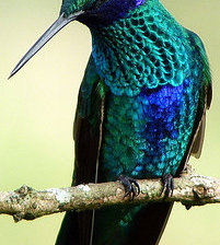 Схема вышивки «Голубая колибри»