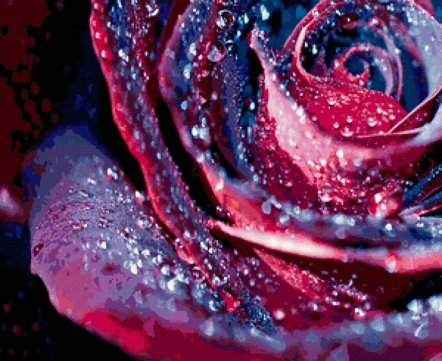 Сиреневая роза росса - росса, капли, роза - предпросмотр