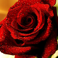 Оригинал схемы вышивки «Первая роза которую подарил мне мой муж» (№337657)