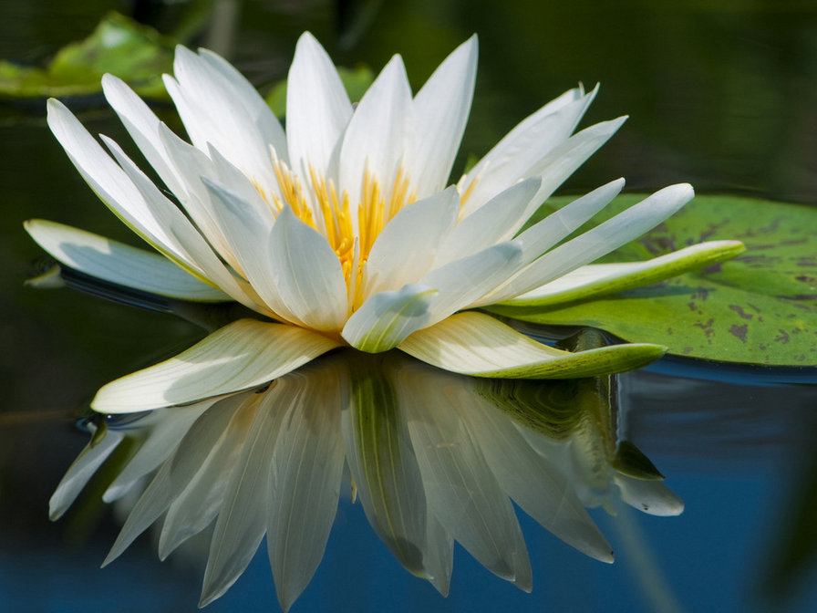 нимфея - цветок, отражение, нимфея, лилия - оригинал