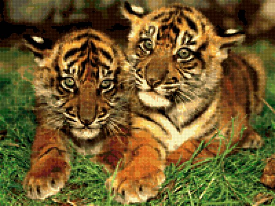 Тигрята - тигрята - предпросмотр