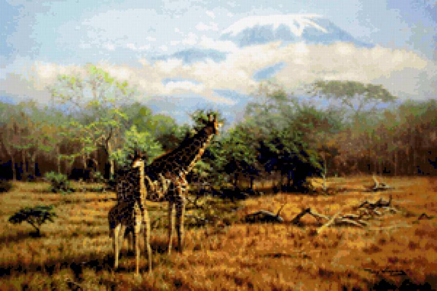 Жирафы на фоне Килиманджаро. - пейзаж, природа, жирафы, африка - предпросмотр