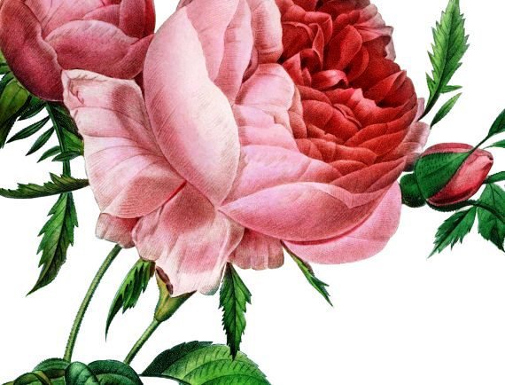 Нежная роза - розы, панно, розочки, цветы, подушка, роза, душистые розы - оригинал