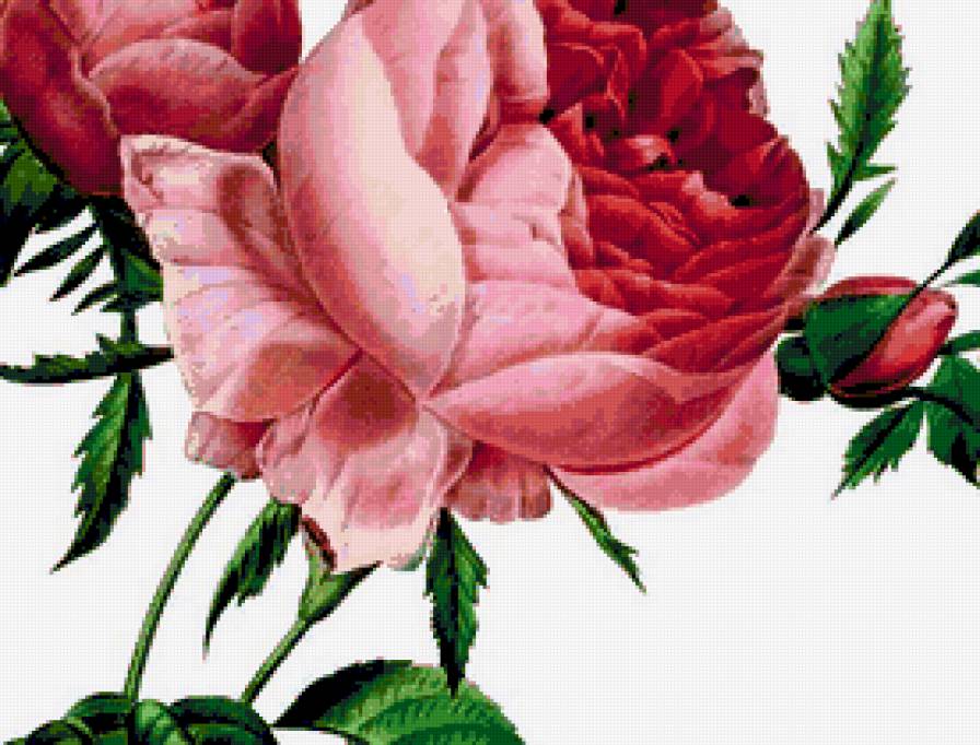Нежная роза - панно, цветы, подушка, душистые розы, роза, розочки, розы - предпросмотр