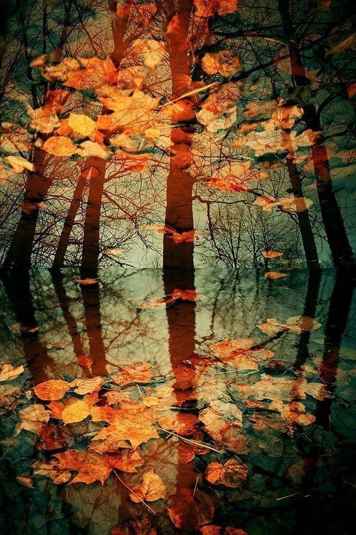 Отражение в воде - листья, осень, деревья - оригинал