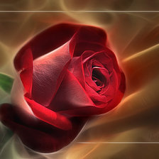 Оригинал схемы вышивки «роза» (№339268)