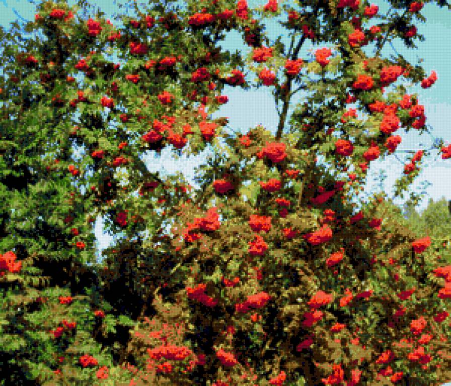рябина - деревья, рябина, осень, ягоды, природа - предпросмотр