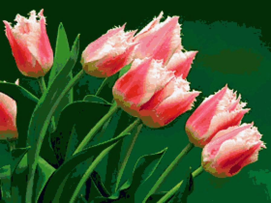 тюльпаны - цветы, тюльпаны - предпросмотр
