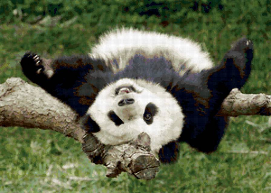 весёлая панда - дерево, панда, лето - предпросмотр