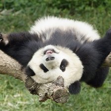 весёлая панда