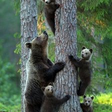 медведики