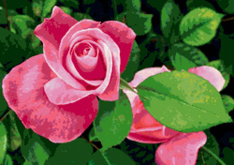 роза - цветы - предпросмотр
