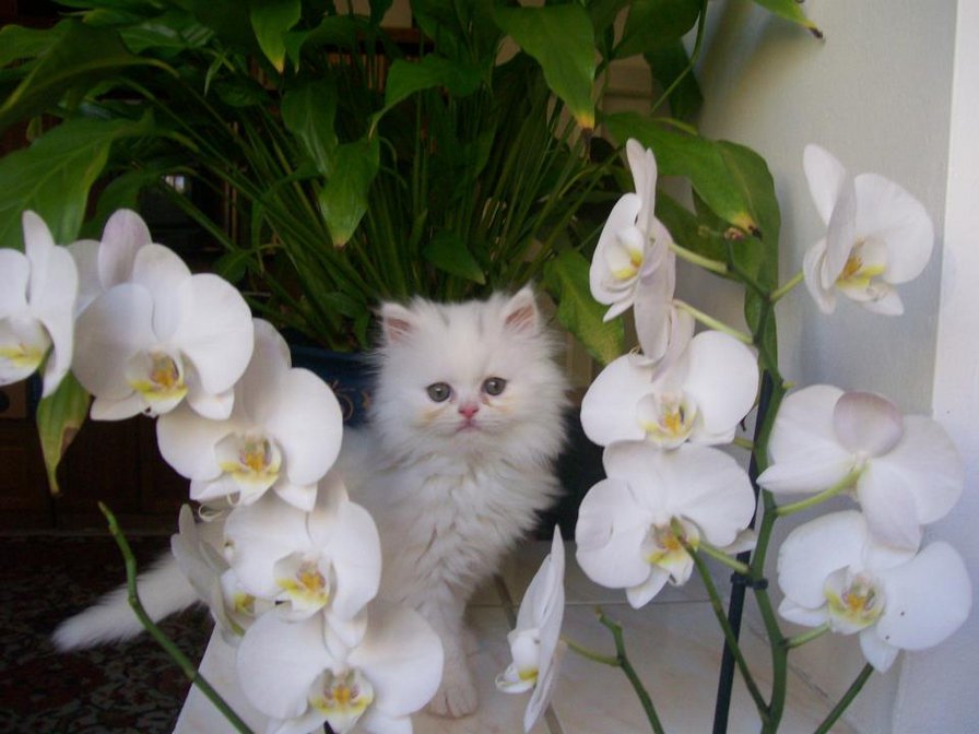 серия "кошки" - котик.цветы.орхидея - оригинал