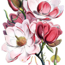 Оригинал схемы вышивки «цветы» (№341515)