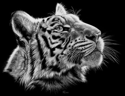 тигр - животные, кошка - оригинал
