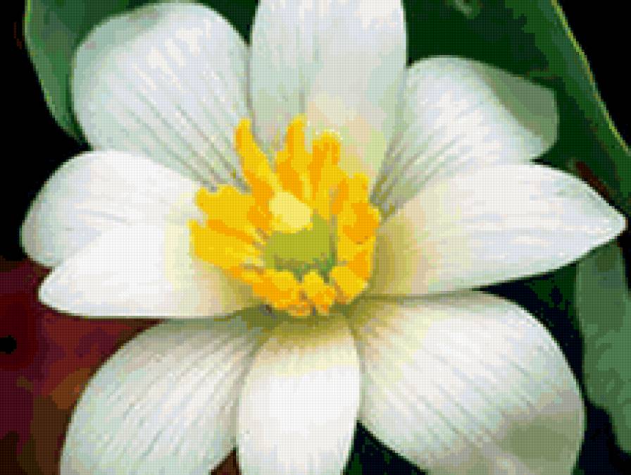 нарцысс - цветок - предпросмотр