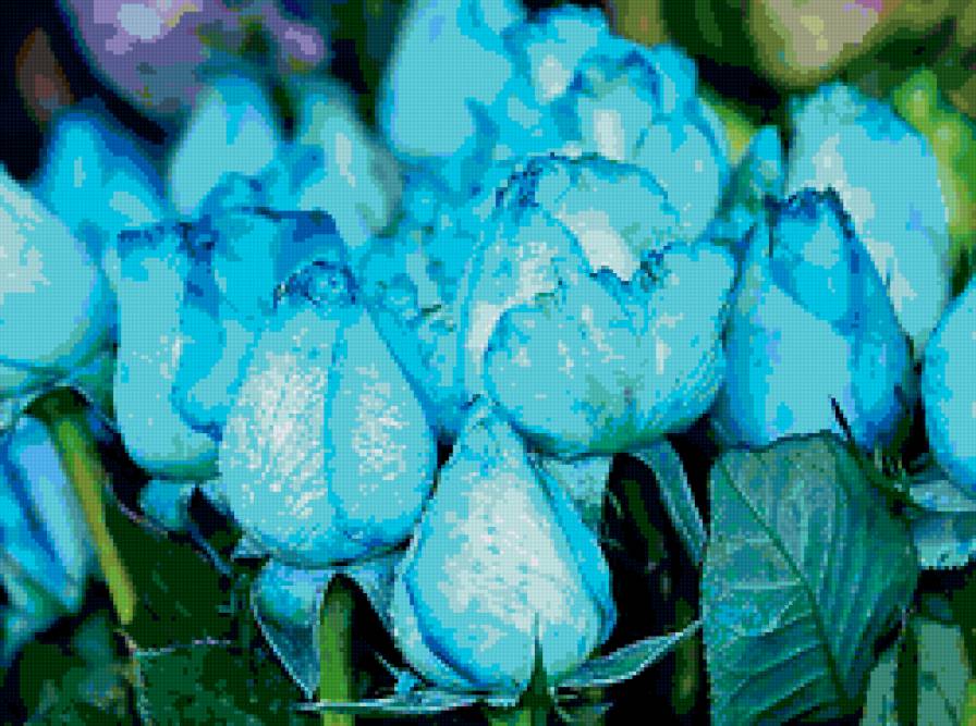 голубые розы - цветы, розы, бутоны - предпросмотр