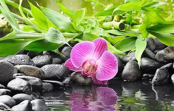 №343487 - орхидея, вода, роса - оригинал