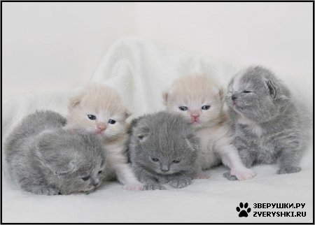 Котята - милашки, малыши, кот - оригинал