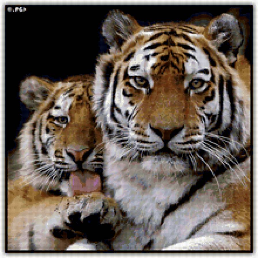 Забавные тигры - тигры, животные - предпросмотр
