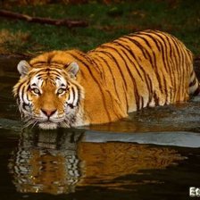 тигр плывёт