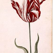 Оригинал схемы вышивки «тюльпан» (№343848)