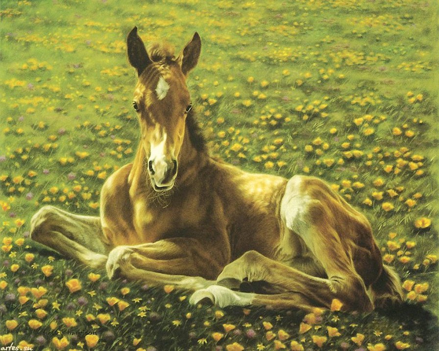 0091 - лето, животные, картина, лошадь, жеребенок, природа, красота - оригинал